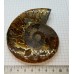 Ammonit Fosili
